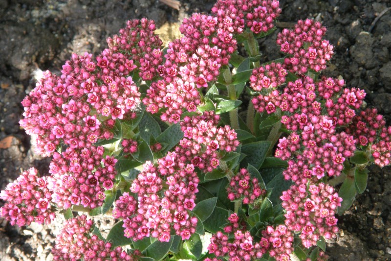 Crassula schmidtii_1.JPG
