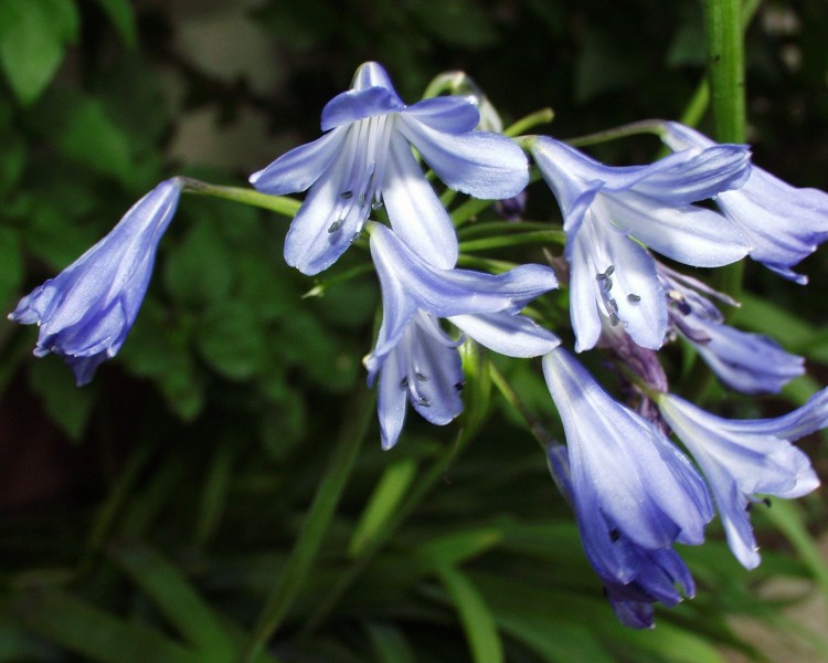 agapanthus_1.JPG