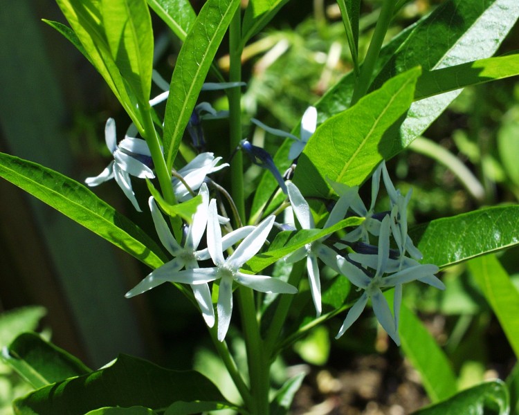 amsonia_1.JPG