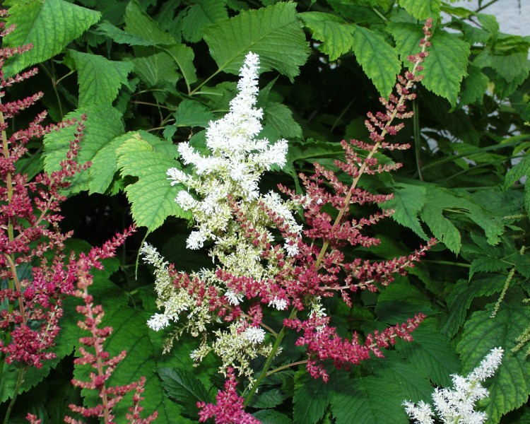 astilbe_2.JPG