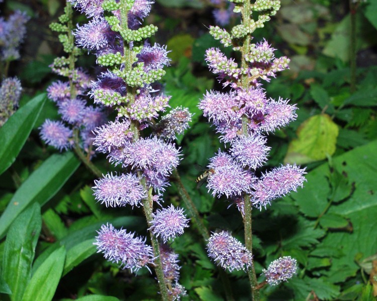 astilbe_3.JPG