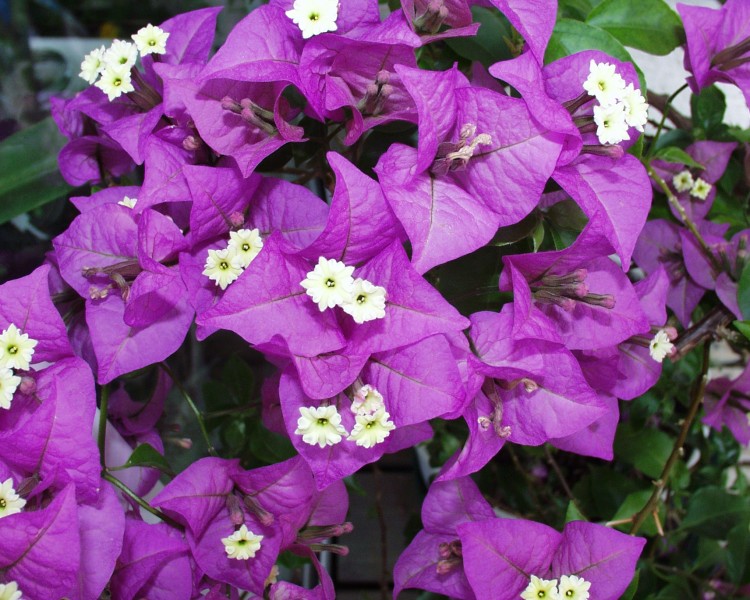 bougainvillea_1.JPG