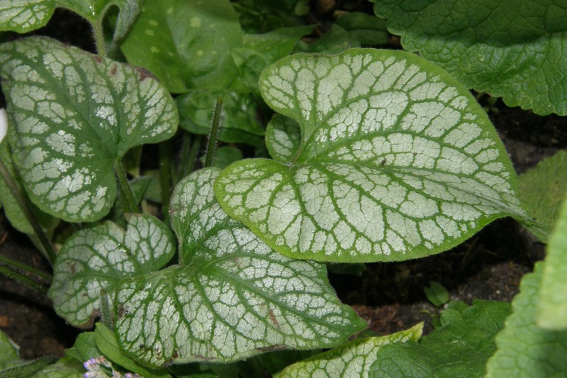 brunnera_2.JPG