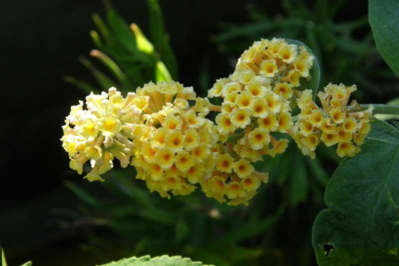 buddleia_1.JPG
