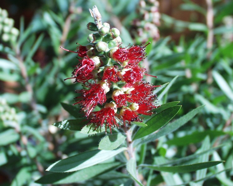 callistemon_1.JPG