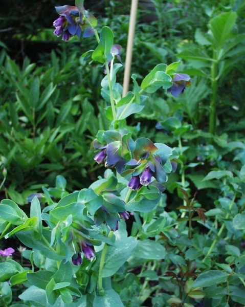 cerinthe_major_1.JPG