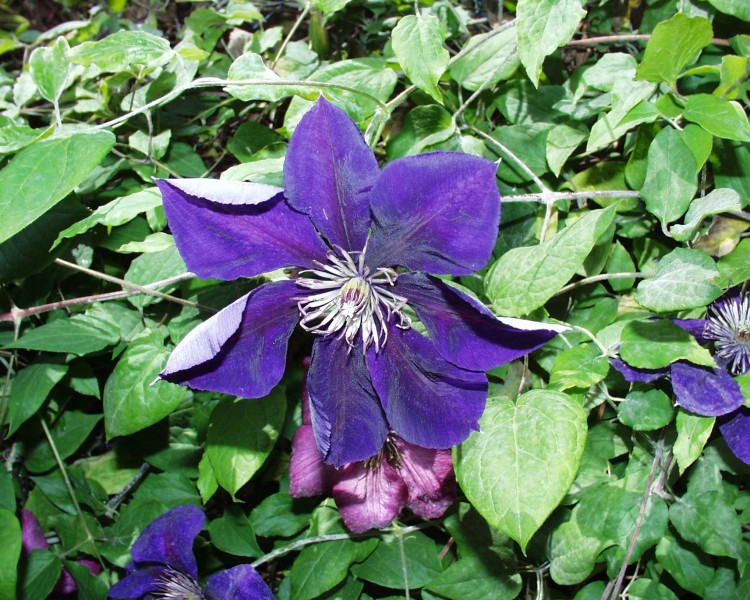 clematis_2.JPG