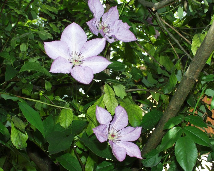 clematis_3.JPG
