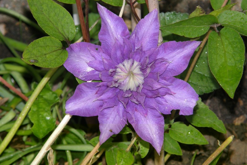clematis_4.JPG