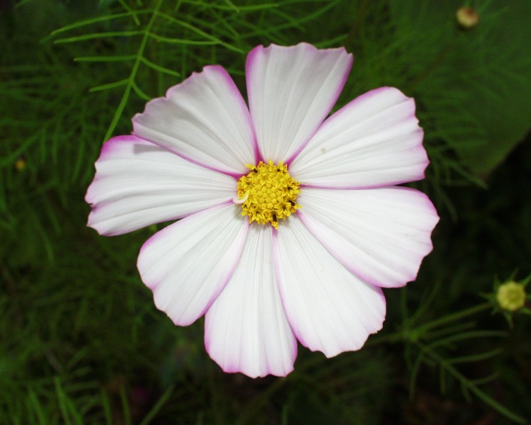 cosmea_2.JPG