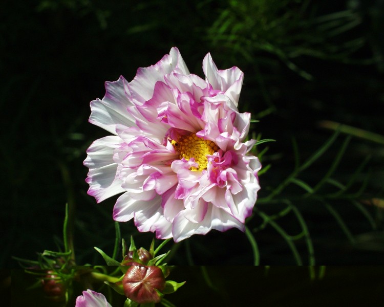cosmea_6.JPG