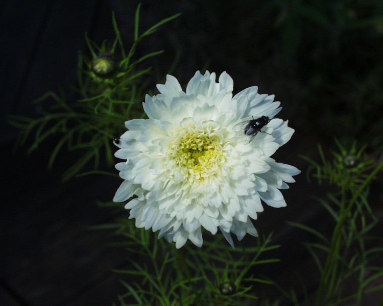 cosmea_7.JPG