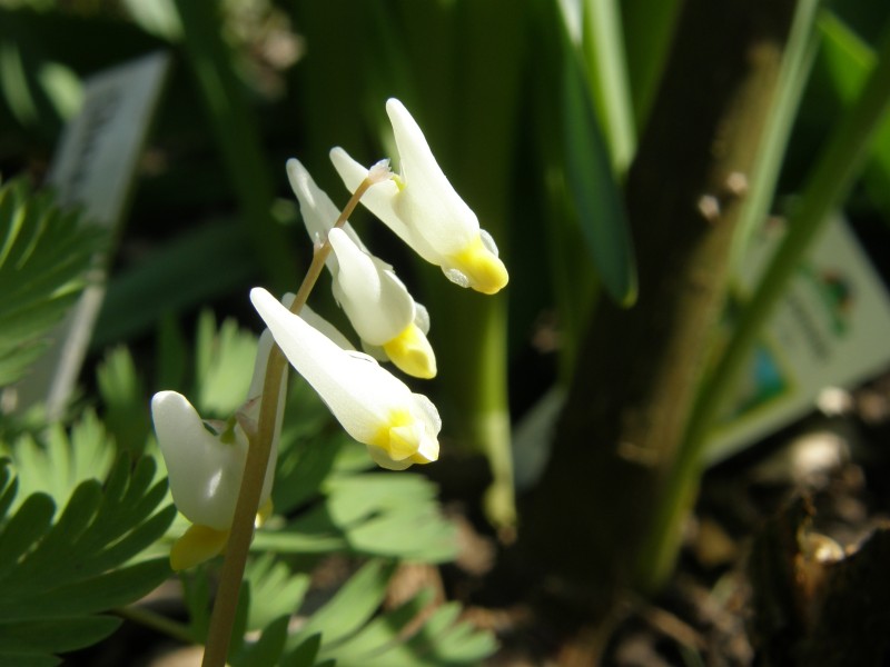 dicentra cucullaria_2.JPG