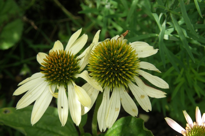 echinacea_4.JPG