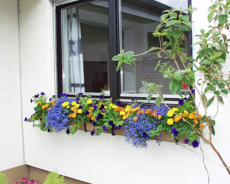 fensterblumen_1.JPG