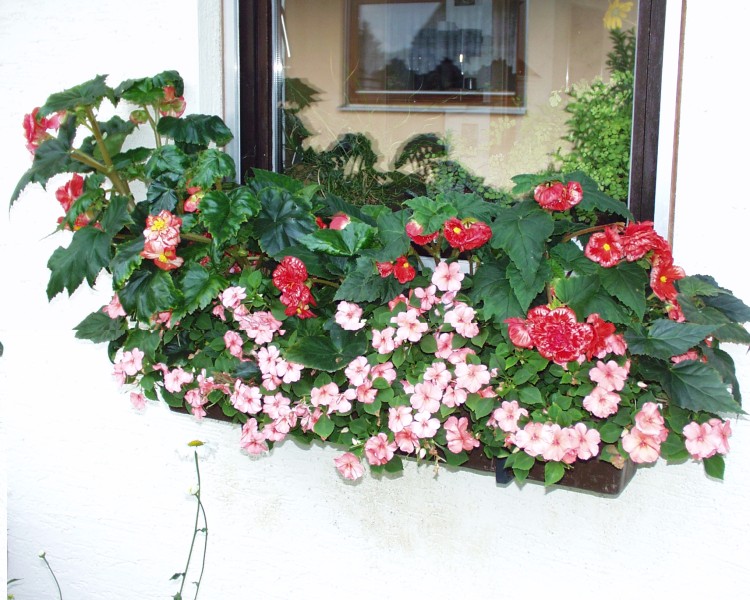 fensterblumen_2.JPG