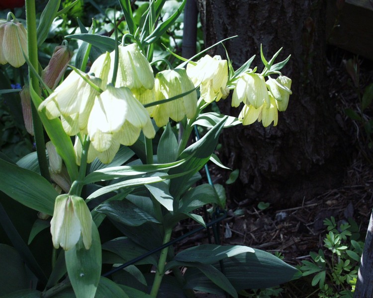 fritillaria_pallidiflora_2.JPG