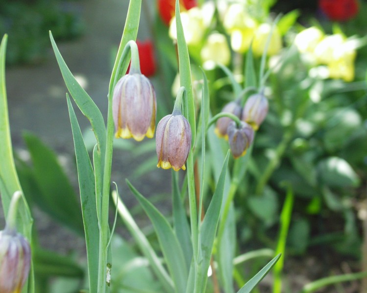 fritillaria_uva-vulpis_1.JPG
