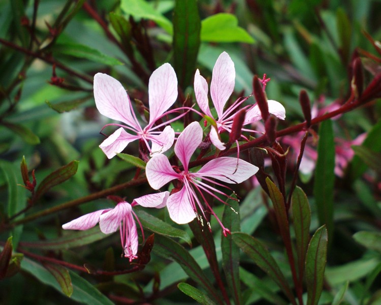 gaura_1.JPG