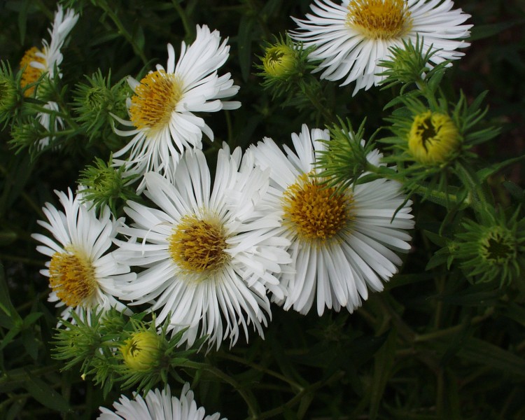 herbstaster_2.JPG