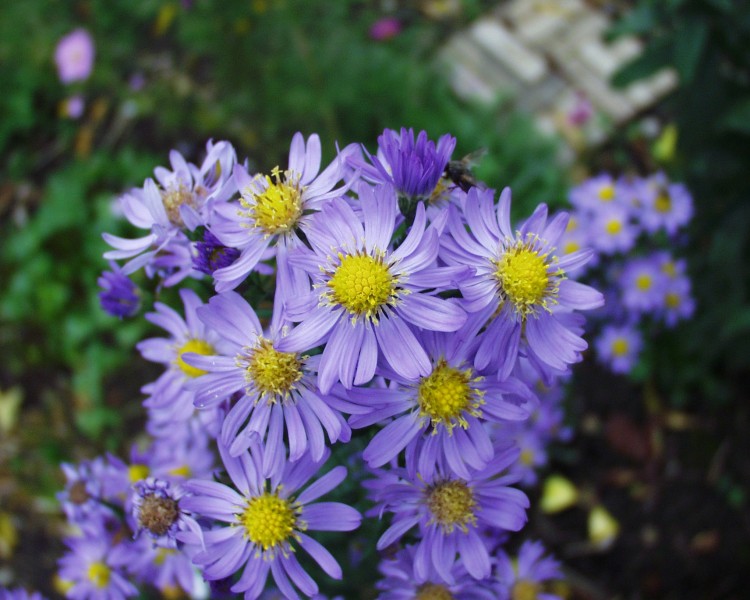 herbstaster_7.JPG