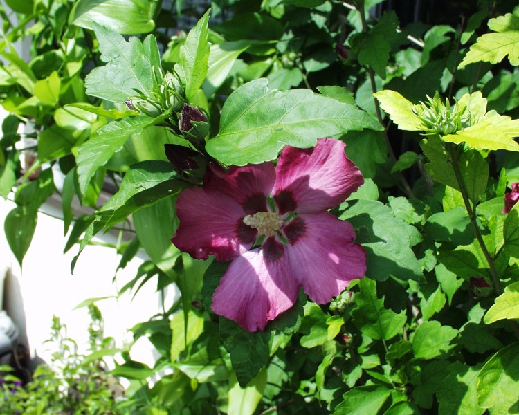 hibiskus_1.JPG