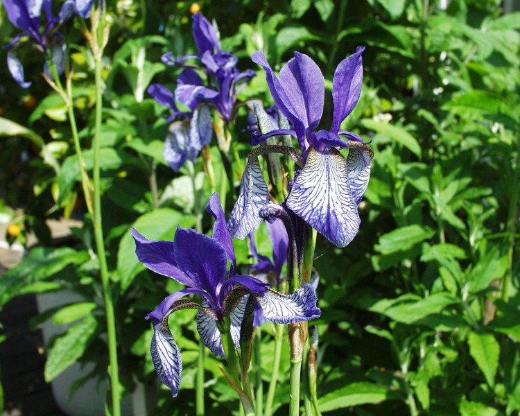 iris_sibirica_2.JPG