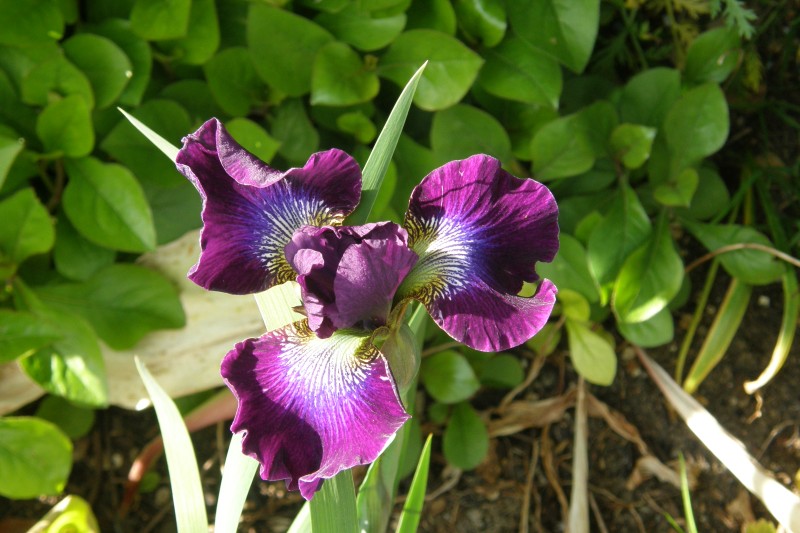 iris_sibirica_3.JPG