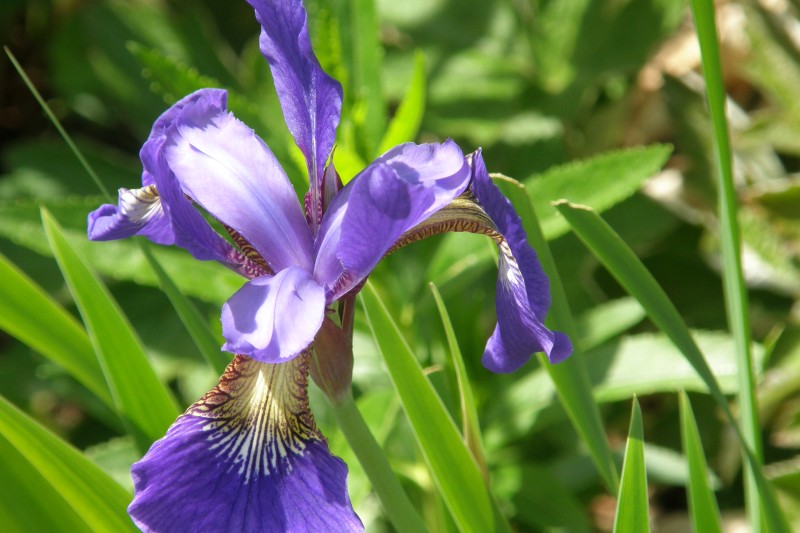 iris_sibirica_4.JPG