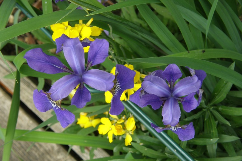 iris_sibirica_6.JPG