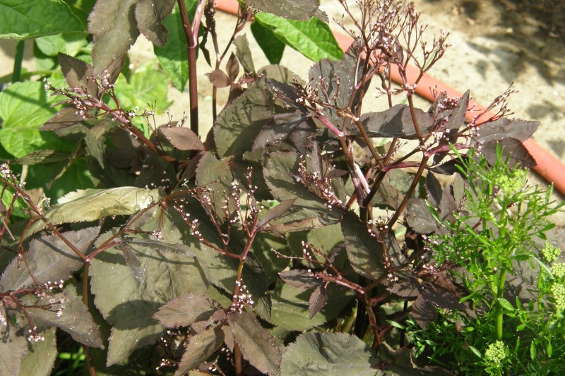 japan. petersilie_1.JPG