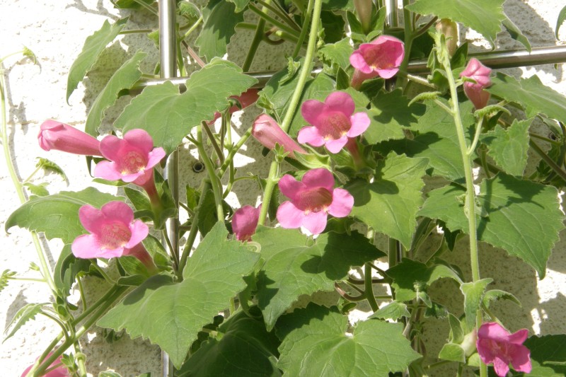 klettergloxinie_1.JPG