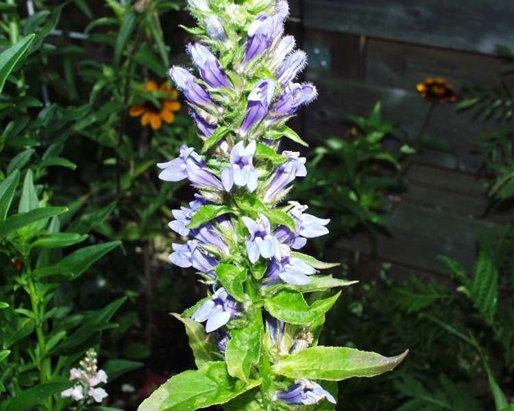 lobelie_2.JPG
