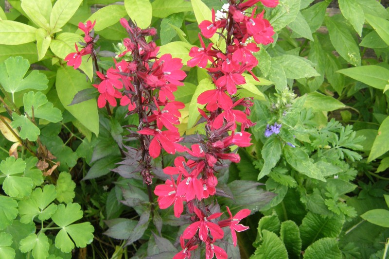 lobelie_5.JPG