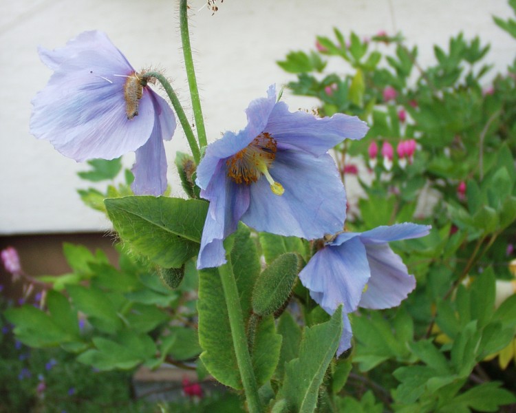 meconopsis_1.JPG