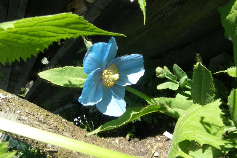 meconopsis_3.JPG
