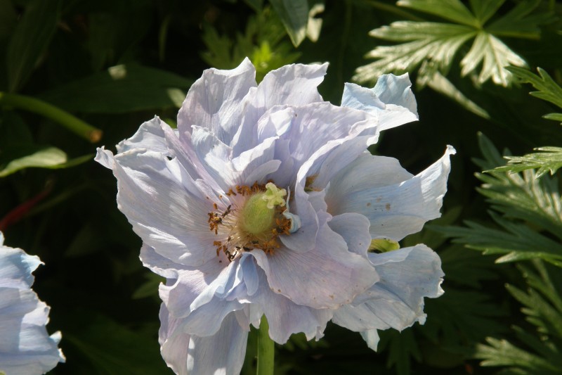 meconopsis_4.JPG