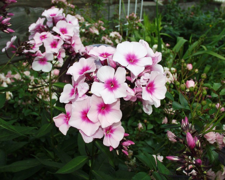 phlox_1.JPG