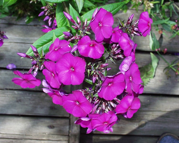 phlox_2.JPG