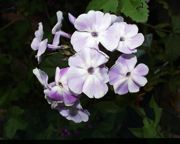 phlox_3.JPG
