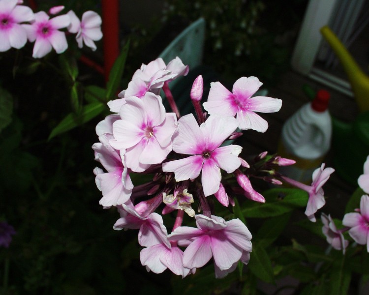 phlox_4.JPG