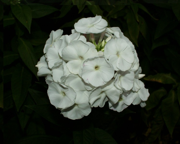 phlox_5.JPG