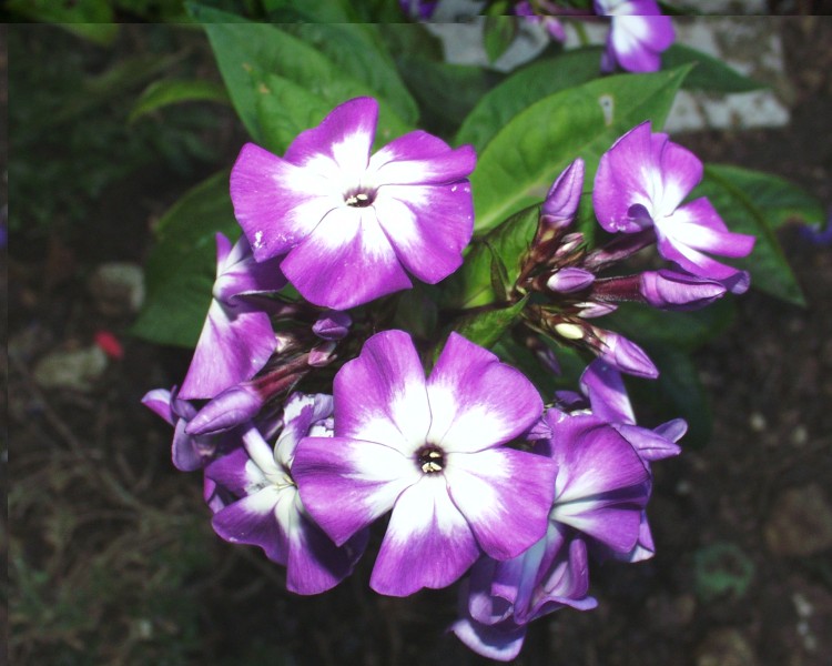 phlox_6.JPG