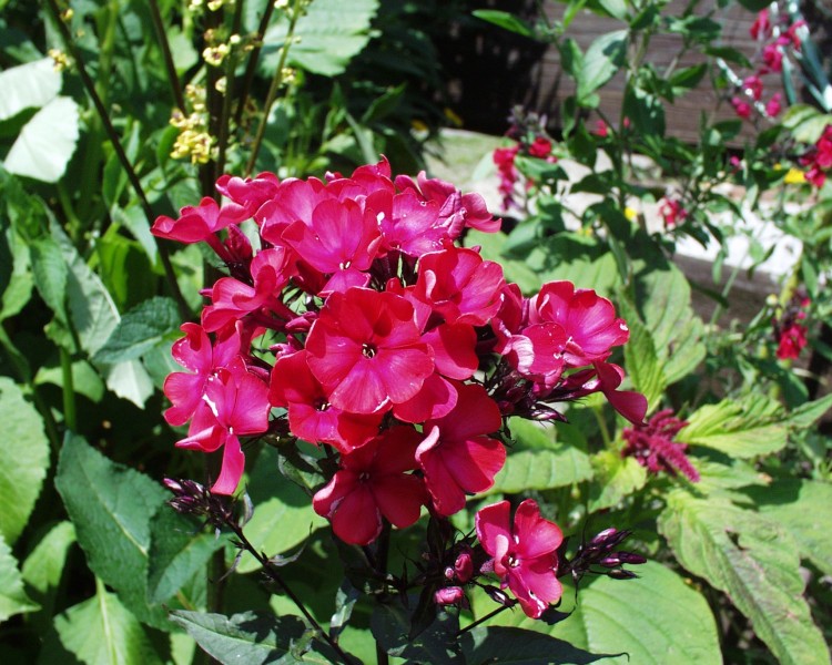 phlox_7.JPG