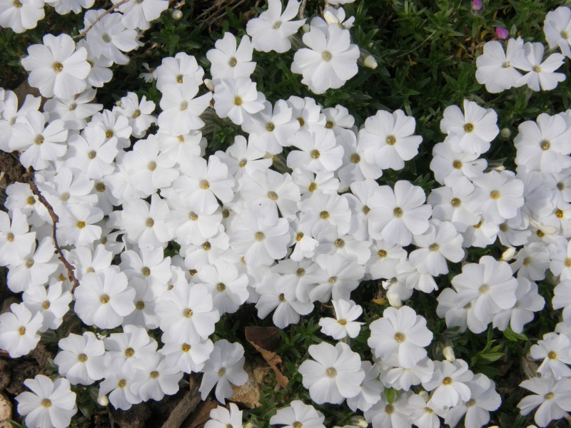 polsterphlox_3.JPG