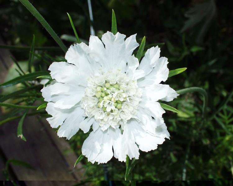 scabiose_2.JPG