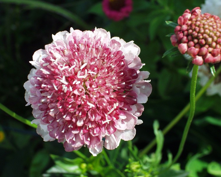scabiose_4.JPG
