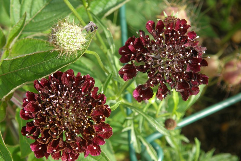 scabiose_6.JPG
