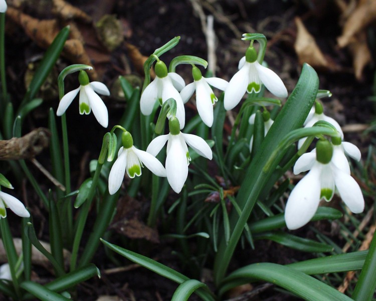 schneegloeckchen_1.JPG