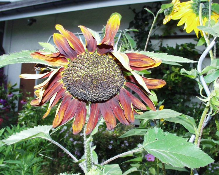 sonnenblume_5.JPG